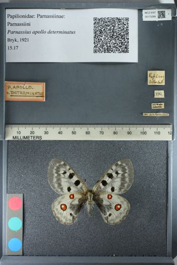 Media type: image;   Entomology 175288